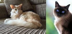 Oriental Longhair vs Applehead Siamese - Breed Comparison