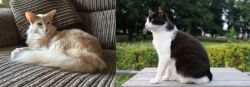 Oriental Longhair vs Bicolor - Breed Comparison
