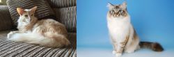 Oriental Longhair vs Birman - Breed Comparison