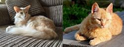 Oriental Longhair vs Brazilian Shorthair - Breed Comparison