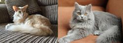 Oriental Longhair vs British Semi-Longhair - Breed Comparison