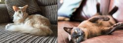 Oriental Longhair vs Burmese - Breed Comparison
