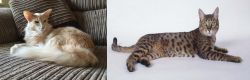 Oriental Longhair vs California Spangled Cat - Breed Comparison