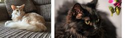 Oriental Longhair vs Chantilly/Tiffany - Breed Comparison