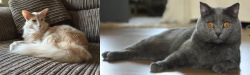 Oriental Longhair vs Chartreux - Breed Comparison