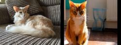 Oriental Longhair vs Chausie - Breed Comparison