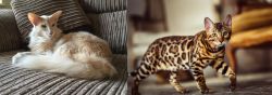 Oriental Longhair vs Cheetoh - Breed Comparison