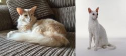 Oriental Longhair vs Cornish Rex - Breed Comparison