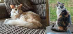 Oriental Longhair vs Dilute Calico - Breed Comparison