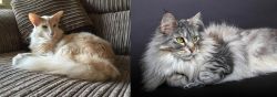 Oriental Longhair vs Domestic Longhaired Cat - Breed Comparison
