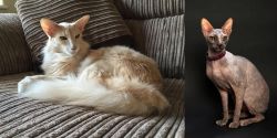 Oriental Longhair vs Don Sphynx - Breed Comparison