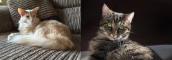 Oriental Longhair vs European Shorthair - Breed Comparison