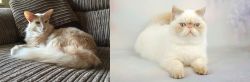 Oriental Longhair vs Exotic Shorthair - Breed Comparison