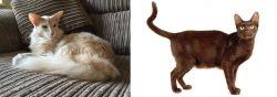 Oriental Longhair vs Havana Brown - Breed Comparison