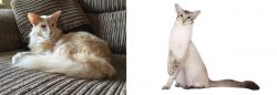 Oriental Longhair vs Javanese - Breed Comparison