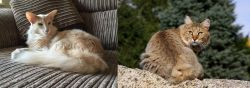 Oriental Longhair vs Jungle-Bob - Breed Comparison