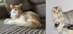 Oriental Longhair vs Jungle-Curl - Breed Comparison