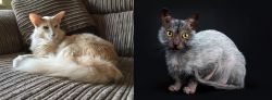 Oriental Longhair vs Lykoi - Breed Comparison