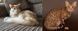 Oriental Longhair vs Ocicat - Breed Comparison