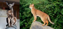 Oriental Shorthair vs Abyssinian - Breed Comparison