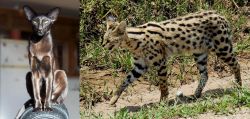 Oriental Shorthair vs African Serval - Breed Comparison