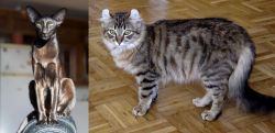 Oriental Shorthair vs American Curl - Breed Comparison