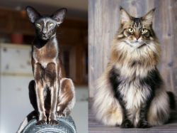 Oriental Shorthair vs American Longhair - Breed Comparison