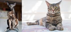Oriental Shorthair vs American Polydactyl - Breed Comparison