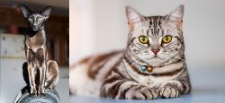 Oriental Shorthair vs American Shorthair - Breed Comparison