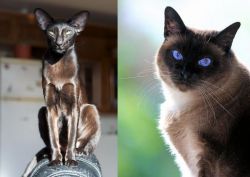 Oriental Shorthair vs Applehead Siamese - Breed Comparison