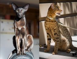 Oriental Shorthair vs Ashera - Breed Comparison