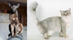 Oriental Shorthair vs Asian Semi-Longhair - Breed Comparison