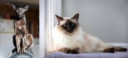Oriental Shorthair vs Balinese - Breed Comparison