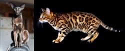 Oriental Shorthair vs Bengal - Breed Comparison