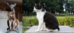 Oriental Shorthair vs Bicolor - Breed Comparison