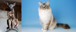 Oriental Shorthair vs Birman - Breed Comparison