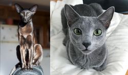 Oriental Shorthair vs Blue Russian - Breed Comparison