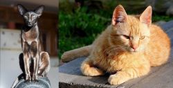Oriental Shorthair vs Brazilian Shorthair - Breed Comparison