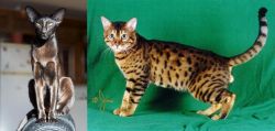 Oriental Shorthair vs Bristol - Breed Comparison