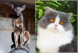 Oriental Shorthair vs British Longhair - Breed Comparison