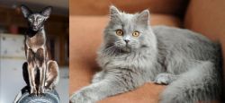 Oriental Shorthair vs British Semi-Longhair - Breed Comparison