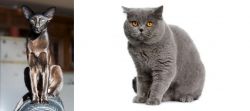 Oriental Shorthair vs British Shorthair - Breed Comparison