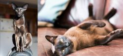 Oriental Shorthair vs Burmese - Breed Comparison