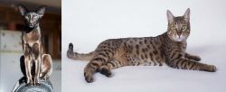 Oriental Shorthair vs California Spangled Cat - Breed Comparison