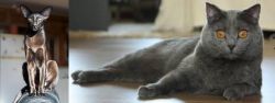 Oriental Shorthair vs Chartreux - Breed Comparison