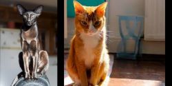 Oriental Shorthair vs Chausie - Breed Comparison