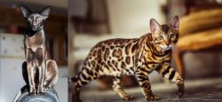Oriental Shorthair vs Cheetoh - Breed Comparison