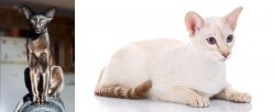 Oriental Shorthair vs Colorpoint Shorthair - Breed Comparison