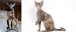 Oriental Shorthair vs Devon Rex - Breed Comparison