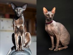 Oriental Shorthair vs Don Sphynx - Breed Comparison